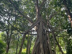 -中国科学院西双版纳热带植物园
