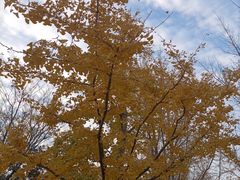 -泰州凤城河风景区-泰山公园