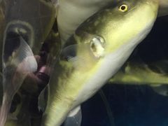 -肆月河豚·新淮扬(金融街店)