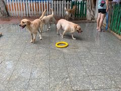 -良成狗狗乐园