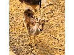 -石家庄市动物园