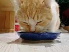 -猫和宫(六道口店)