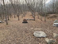 -千年银杏谷文化旅游区