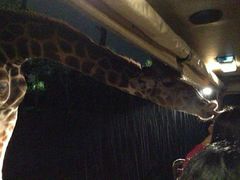 -清迈夜间动物园