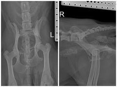 -东莞宠友24H宠物中心医院·转诊夜诊·异宠(新河北路院)