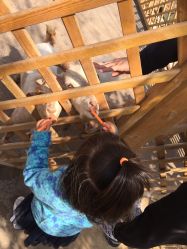 -萌宠亲子动物乐园(槐房万达店)