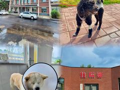 -派美特宠物医院·核磁CT·骨科肿瘤·疑难转诊(沈农禾丰店)