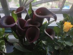 -双季花艺园艺市场(浦东店)
