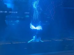 -石家庄海洋公园