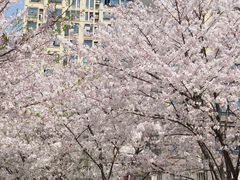 -高东镇樱花园