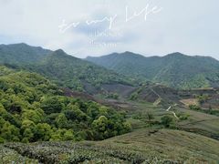 -龙坞茶村