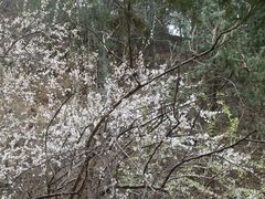 -北京十三陵国家森林公园蟒山景区