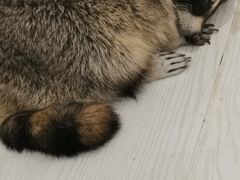 -浣熊柯尔鸭土拨鼠·电玩咖