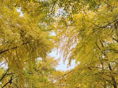 -三里屯东五街银杏大道