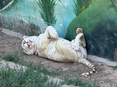 -西霞口神雕山野生动物世界