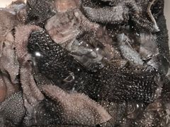捞派毛肚-海底捞火锅(团结桥店)