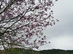 -丹樱生态园