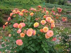 -小八仙·宴(三峡茶庄店)