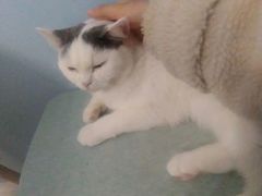 -喵的天空名猫咖啡馆·撸猫·猫舍·用品