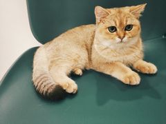 -飞行喵MR PILOT|猫舍·猫咖(静安大融城店)