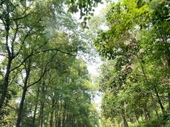 -铁山坪森林公园