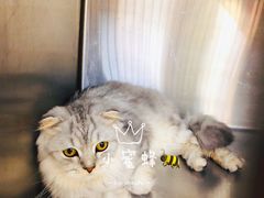 -艾贝尔宠物医院 ·内科全科(梁溪路店)