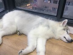 -Husky Go! 哈士奇体验馆·宠物咖啡厅狗咖
