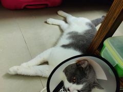 -创凡宠物医院·骨专科  猫科中心(西乡分院)