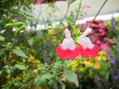 -重庆市江北嘴中央商务区中央公园