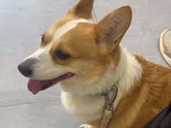 -瑞派蒂凯宠物医院·心脏科·口腔科·皮肤科