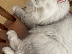 -猫友咖啡店(玉林西路店)