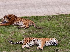 -贵州森林野生动物园