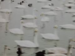-烟墩角天鹅湖