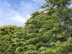 -铁山坪森林公园