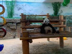 -西霞口神雕山野生动物世界