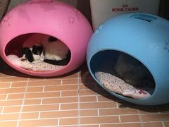 -猫咪博物馆(顶澳仔猫街店)