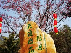 -天适樱花悠乐园