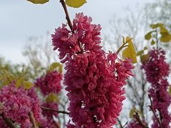 -石家庄市植物园
