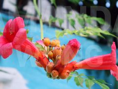 景观位-风车面包