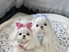 -萌宠之家·腊肠犬·马尔泰·小体犬舍