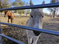 -北京群众马术培训基地