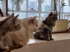 -共舞时光猫咖·狗咖(新街口店)