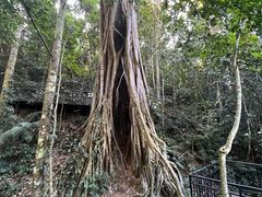 -中国科学院西双版纳热带植物园