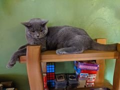 -猫猫幼稚园·撸猫·桌游·电玩