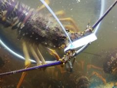 -同乐酒楼(皇后镇店)