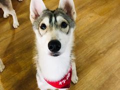 -Husky Go! 哈士奇体验馆·宠物咖啡厅狗咖