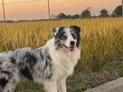 -翊宠yipet猫狗购宠庄园犬舍•猫舍