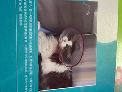 -美联众合动物医院·24h转诊中心