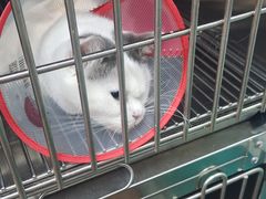 -中农大我爱我爱24h动物医院·中医针灸·猫专科·骨科医疗中心(双井店)