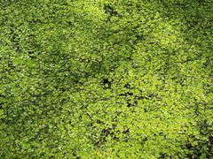 -渌洋湖湿地公园